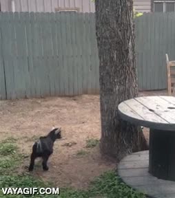 salto con estilo,bobina,saltar,salto,cabra,estilo,cabrita