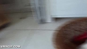 saltar por encima,gato,locura,hur&oacute;n