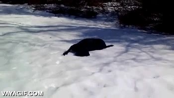 trineo,perro,nieve,deslizarse,felicidad