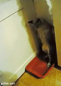 importar,plato,echar,intimidad,cortina