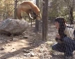 contento,chica,visitar,jaula,alegr&iacute;a,salto,saltar,zorro