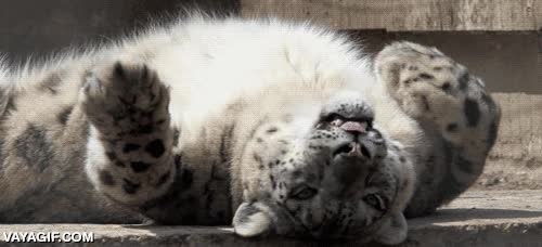 pereza,tigre,lunes,así estoy,cansado,animal