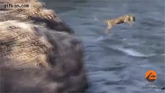 salto,agua,rocas,saltar,cachorro,cria,leopardo