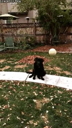 Creo que mi perro no tiene los mismos reflejos que los demás perros es un cachorro todavía,lanzar,pelota,headshot,lento,reflejos,perro