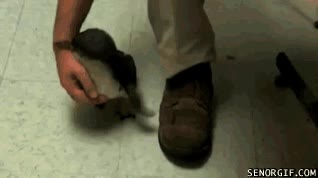 acariciar,caricias,cría,adorable,pingüino