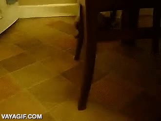 cocina,emocionado,nervioso,locura,loco,huron