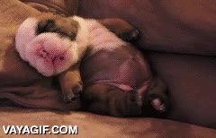 sue&ntilde;o,intranquilo,perrito,cachorro