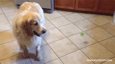 golden retriever,perro,tirar,pelota