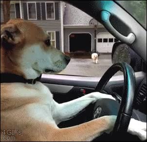 ya pilla más cacho que yo,cita,llamar,llamada,movil,perro,coche