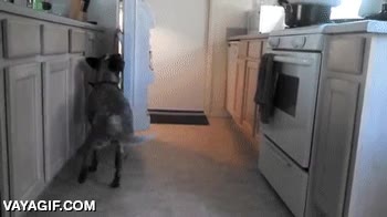 bandit,nevera,bebida,traer,perro,adiestrar,enseñar
