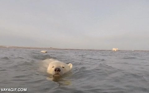 Enlace a Una grabación muy inusual, un oso polar muy curioso acercándose a los fotógrafos