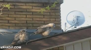 ahi te lo dejo,regalito,tejado,troll,buho,como hace pendiente...