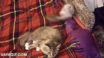 echar,debajo de la manta,incordiar,molestar,trollear,huron,gato