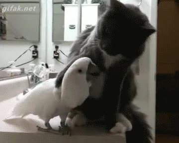 poco com&uacute;n,amistad,amigos,abrazo,cacat&uacute;a,loro,colegas