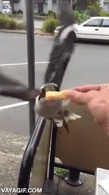 al vuelo,ganchito,atrapar,ave,cucaburra