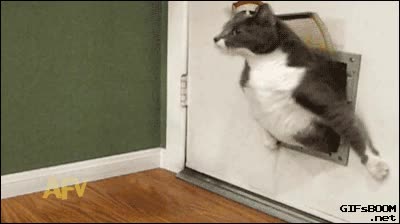 justo,no caber,gordo,puerta,gato