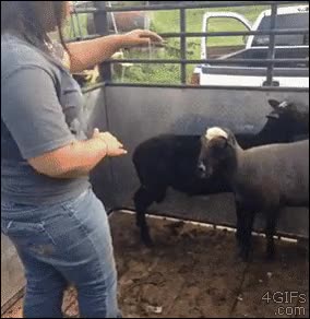 cabezazo,baile,chica,sal,golpe,empujón,oveja,carnero