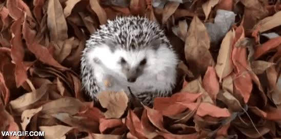 imposible de salir,espuma,bloques,piscinas,hojas,salir,erizo,como arenas movedizas