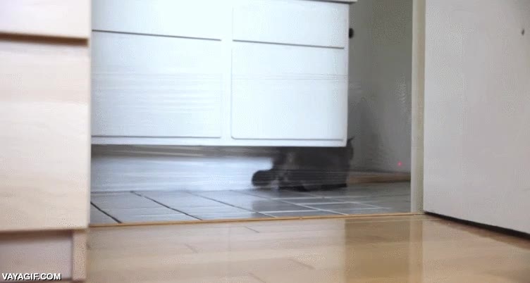 film transparente,plastico,puntero,punto rojo,laser,perseguir,gato