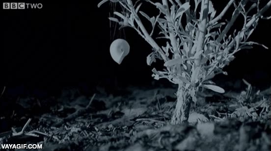 telara&ntilde;a,insecto,casa del arbol,tejer,ara&ntilde;a,okupacion,okupa,refugio