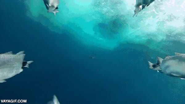 pez con una gopro,tibur&oacute;n,velocidad,atacar,ataque,pez,peces,pescados