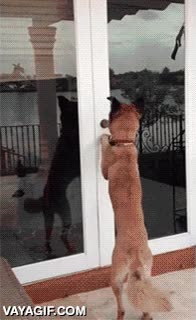 quedar fuera,patio,jard&iacute;n,muy listo,abrir,puerta,perro