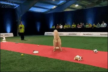 golden retriever,pasar de mi,ni caso,obediencia,competicion,concurso,perro