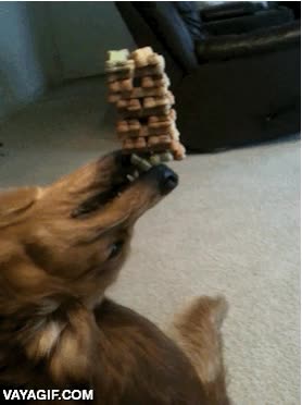 perro,adiestrado,inmovil,truco,torre,muy jefe