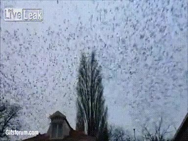 menuda exageraci&oacute;n,lleno,infestado,arbol,pajaros,supongo que alguien har&iacute;a un ruido,huir