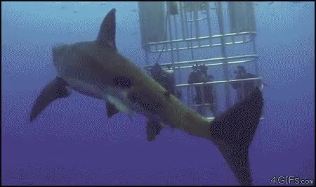 submarinistas,jaula,creo que se ha defecado en ellos,venganza,tiburón