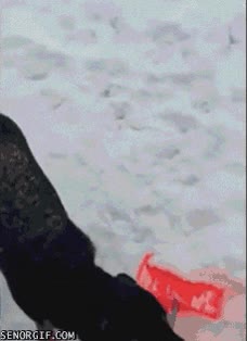 perro,pala,recoger,nieve,quita-nieves,ayudar,puerta,retirar