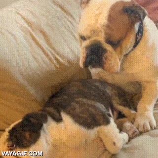 perro,perros,bulldog,mimitos,mimos,tumbarse,pobrecito