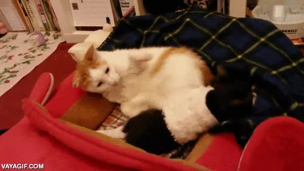 empujar,tirar,gato,que caracter,mala leche,patada ninja felina,echar