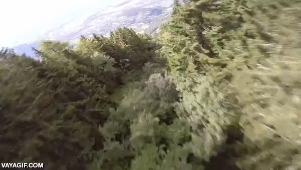 copas de los árboles,por encima,planear,volar