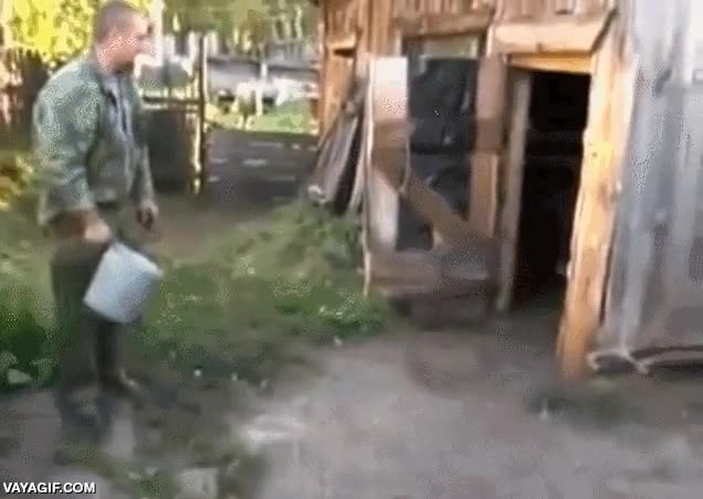 ba&ntilde;ar,cubo,perro,meterse,dentro de casa,ba&ntilde;o