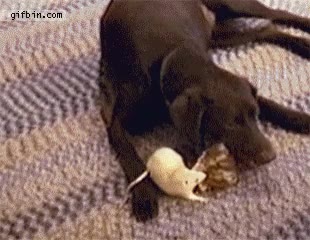 perro buenazo,quitar,comer,comida,robar,perro,rata