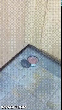 muebles,debajo,escondido,comida,pate,lata,acercar,gato