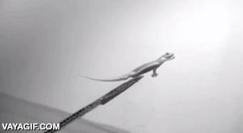 El poder de tracción y agarre de las patas de los reptiles nunca dejará de sorprenderme no caer,lagarto,lagartija,reptil,agarrarse