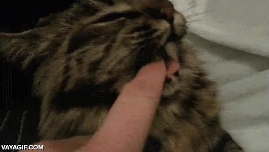 Si hay una manera de incordiar a un gato recién levantado es ésta Trollear,Meter,Bostezar,Gato,Trolleada,Perro,Bostezo,Dedo en la boca