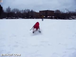 pero se lo pasa en grande,voltereta,tropezar,fail,resbalar,perro