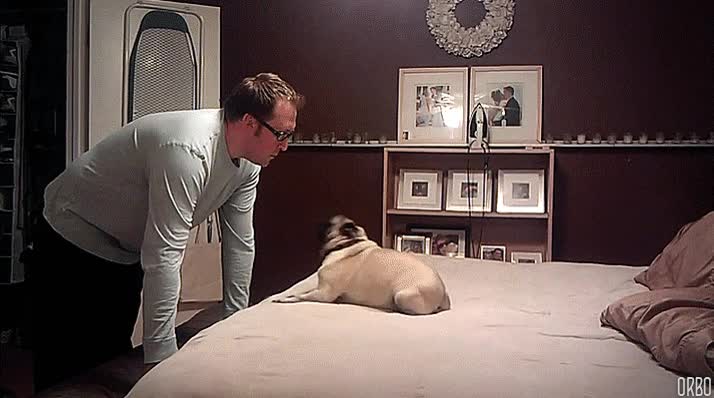 carlino,pug,locura,dar vueltas,inmovil,cama,perro