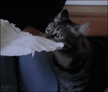 morder,comer,gato,y lo puedo demostrar,se lo comi&oacute; mi gato,arrancar,papel,no es muy habitual