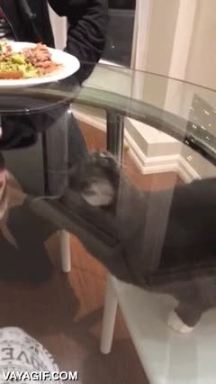 poco listo,intentar comer,truco,no entender,mesa de cristal,gato