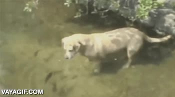 morder,mordisco,pescador,pescar