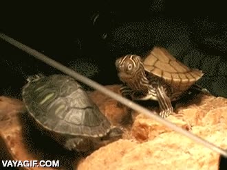 desayuno,flipar,pizza,tortuga,desayunar,asombro