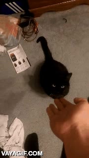 chocar los cinco,dar la patita,high five,chocar,pone cara como de resignado el gato