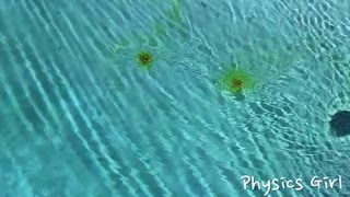 colorante,aceite,remolino,vortex,plato,agua,piscina