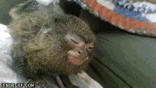 peine,cepillo de dientes,mono pigmeo,relajado,regalado,cepillar