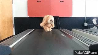 Enlace a Si notas que tu osito de peluche engorda un poco, ponlo a hacer ejercicio