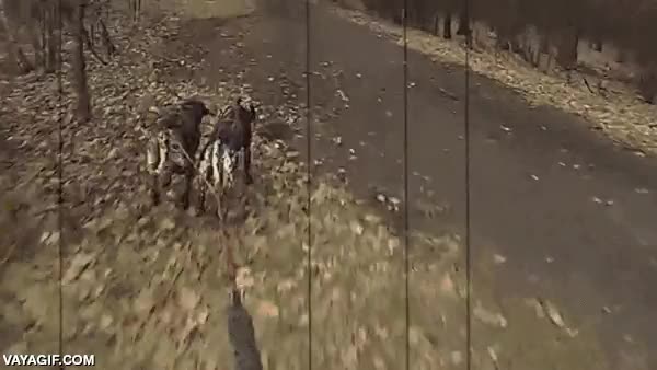 inesperado,bosque,estampida,ciervos,avalancha,correr,perros